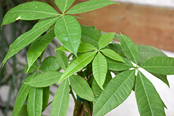 Money Tree (Pachira aquatica) at Carleton Place Nursery