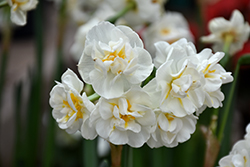 Bridal Crown Daffodil (Narcissus 'Bridal Crown') at Carleton Place Nursery