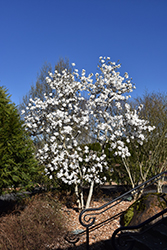 Royal Star Magnolia (Magnolia stellata 'Royal Star') at Carleton Place Nursery