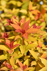 Double Play Candy Corn Spirea (Spiraea japonica 'NCSX1') at Carleton Place Nursery