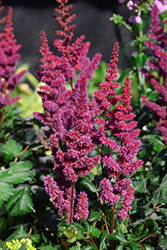 Visions in Red Chinese Astilbe (Astilbe chinensis 'Visions in Red') at Carleton Place Nursery