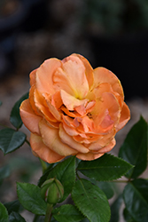 Arborose Tangerine Skies  Rose (Rosa 'KORtangenu') at Carleton Place Nursery