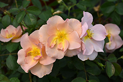 Chinook Sunrise Rose (Rosa 'VLR001') at Carleton Place Nursery