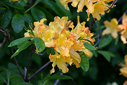 Golden Lights Azalea (Rhododendron 'Golden Lights') at Carleton Place Nursery