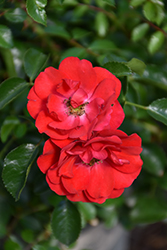Flower Carpet Scarlet Rose (Rosa 'Flower Carpet Scarlet') at Carleton Place Nursery