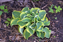 Mini Skirt Hosta (Hosta 'Mini Skirt') at Carleton Place Nursery