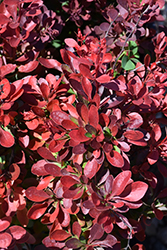 Cherry Bomb Japanese Barberry (Berberis thunbergii 'Monomb') at Carleton Place Nursery