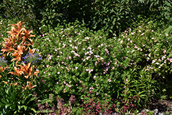 Pink Beauty Potentilla (Potentilla fruticosa 'Pink Beauty') at Carleton Place Nursery