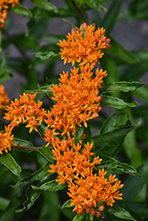 Butterfly Weed (Asclepias tuberosa) at Carleton Place Nursery