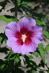 Purple Pillar Rose of Sharon (Hibiscus syriacus 'Gandini Santiago') at Carleton Place Nursery