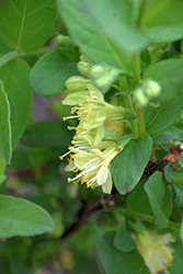 Boreal Beauty Honeyberry (Lonicera caerulea 'Boreal Beauty') at Carleton Place Nursery