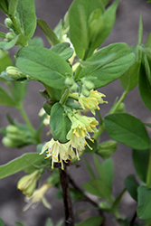 Boreal Blizzard Honeyberry (Lonicera caerulea 'Boreal Blizzard') at Carleton Place Nursery