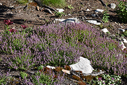 Lemon Thyme (Thymus x citriodorus) at Carleton Place Nursery