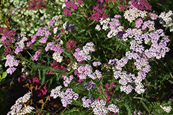 Summer Pastels Yarrow (Achillea millefolium 'Summer Pastels') at Carleton Place Nursery
