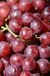 Canadice Grape (Vitis 'Canadice') at Carleton Place Nursery
