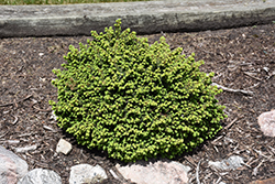 Little Gem Spruce (Picea abies 'Little Gem') at Carleton Place Nursery