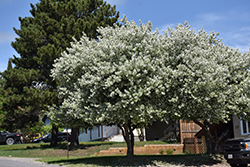 Dolgo Apple (Malus 'Dolgo') at Carleton Place Nursery
