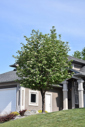 Russian Mountain Ash (Sorbus aucuparia 'Rossica') at Carleton Place Nursery