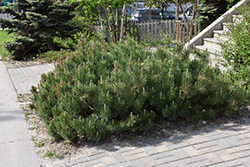 Dwarf Mugo Pine (Pinus mugo var. pumilio) at Carleton Place Nursery