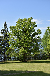 Bur Oak (Quercus macrocarpa) at Carleton Place Nursery