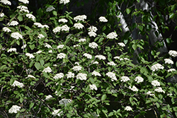 Wayfaring Tree (Viburnum lantana) at Carleton Place Nursery