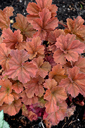 Northern Exposure Amber Coral Bells (Heuchera 'TNHEUNEA') at Carleton Place Nursery