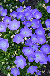 Rapido Blue Bellflower (Campanula carpatica 'Rapido Blue') at Carleton Place Nursery