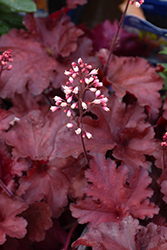 Forever Red Coral Bells (Heuchera 'Forever Red') at Carleton Place Nursery