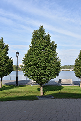 Greenspire Linden (Tilia cordata 'Greenspire') at Carleton Place Nursery