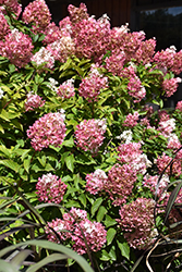 Vanilla Strawberry Hydrangea (Hydrangea paniculata 'Renhy') at Carleton Place Nursery