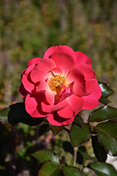 Aurora Borealis Rose (Rosa 'VLR002') at Carleton Place Nursery
