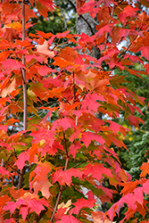 Inferno Sugar Maple (Acer saccharum 'Jeferno') at Carleton Place Nursery