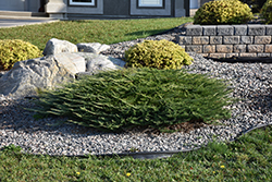 Calgary Carpet Juniper (Juniperus sabina 'Calgary Carpet') at Carleton Place Nursery