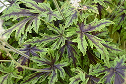 Cutting Edge Foamflower (Tiarella 'Cutting Edge') at Carleton Place Nursery