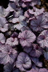 Northern Exposure Silver Coral Bells (Heuchera 'TNHEUNES') at Carleton Place Nursery