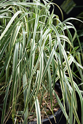 Hello Spring! Reed Grass (Calamagrostis x acutiflora 'Hello Spring!') at Carleton Place Nursery
