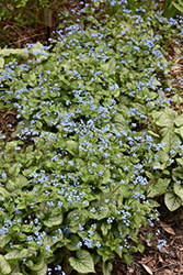 Jack Frost Bugloss (Brunnera macrophylla 'Jack Frost') at Carleton Place Nursery