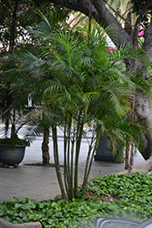 Areca Palm (Dypsis lutescens) at Carleton Place Nursery