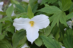 Great White Trillium (Trillium grandiflorum) at Carleton Place Nursery