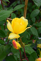 Golden Showers Rose (Rosa 'Golden Showers') at Carleton Place Nursery