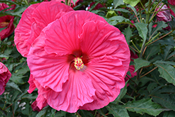 Summer In Paradise Hibiscus (Hibiscus 'Summer In Paradise') at Carleton Place Nursery