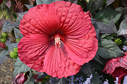 Summerific Holy Grail Hibiscus (Hibiscus 'Holy Grail') at Carleton Place Nursery