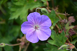 Rozanne Cranesbill (Geranium 'Rozanne') at Carleton Place Nursery