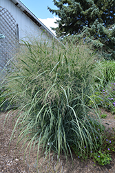 Northwind Switch Grass (Panicum virgatum 'Northwind') at Carleton Place Nursery