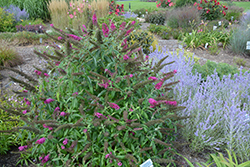 Monarch Queen Of Hearts Butterfly Bush (Buddleia 'Queen Of Hearts') at Carleton Place Nursery