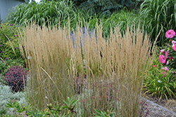 El Dorado Feather Reed Grass (Calamagrostis x acutiflora 'El Dorado') at Carleton Place Nursery