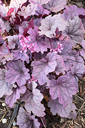 Pink Panther Coral Bells (Heuchera 'Pink Panther') at Carleton Place Nursery