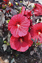 Summerific Holy Grail Hibiscus (Hibiscus 'Holy Grail') at Carleton Place Nursery