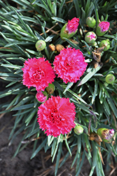 Fruit Punch Cranberry Cocktail Pinks (Dianthus 'Cranberry Cocktail') at Carleton Place Nursery