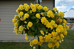 Nonstop Joy Yellow Begonia (Begonia 'Nonstop Joy Yellow') at Carleton Place Nursery